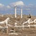 Делос, островът на Аполон: от свещено средище до търговска столица на античния свят