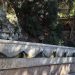 Спили – критското село, където 25 венециански лъва черпят с планинска вода